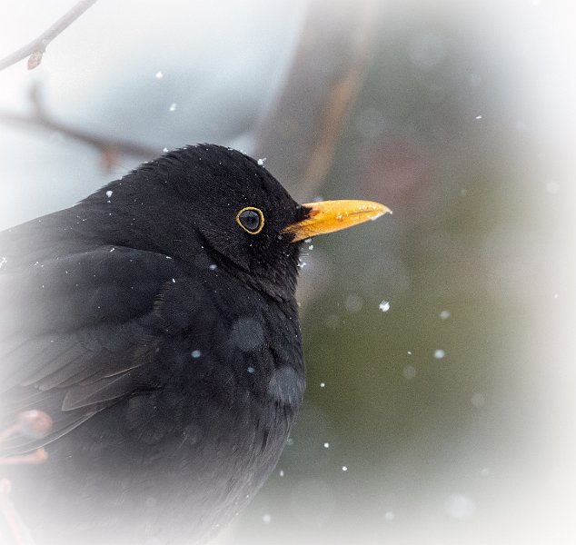 015-DX5Q8146 tonet kant